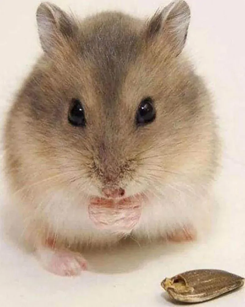 Broderie diamant Petite Souris