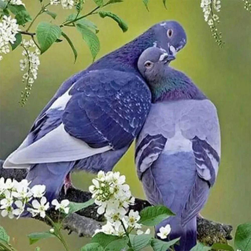 Broderie diamant Pigeons amoureux