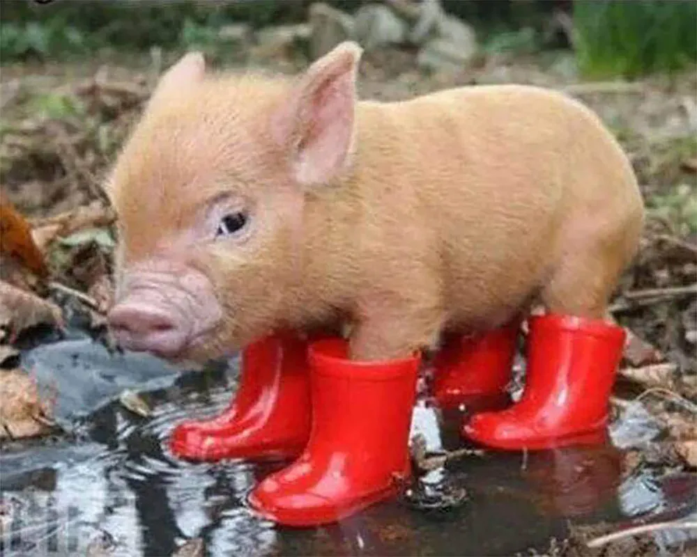 Broderie diamant Porcelet et Bottes rouges - Mignon animalier à créer