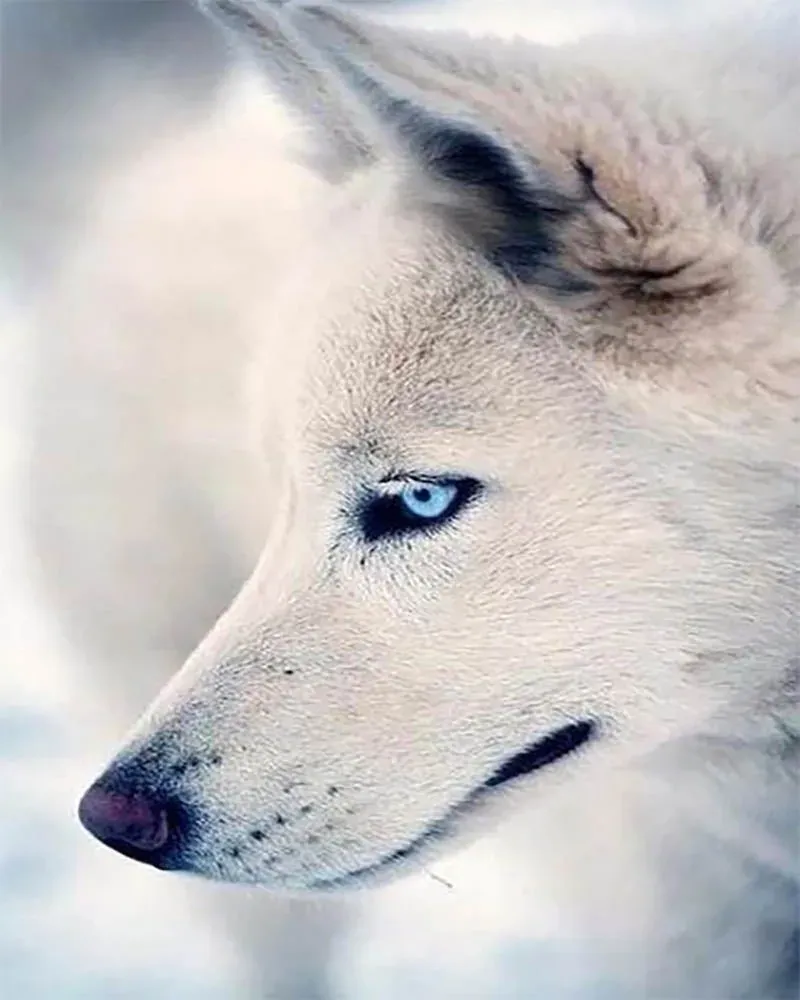 Broderie diamant Regard de Husky