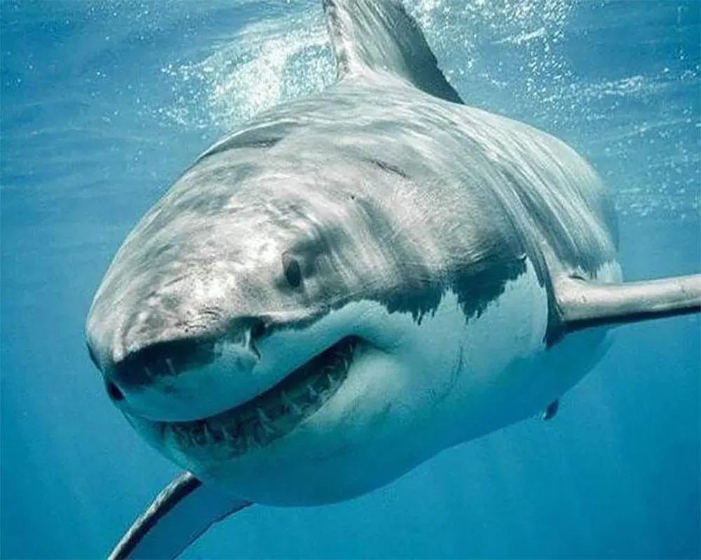Broderie diamant Requin - Élégance marine en diamants carrés ou ronds