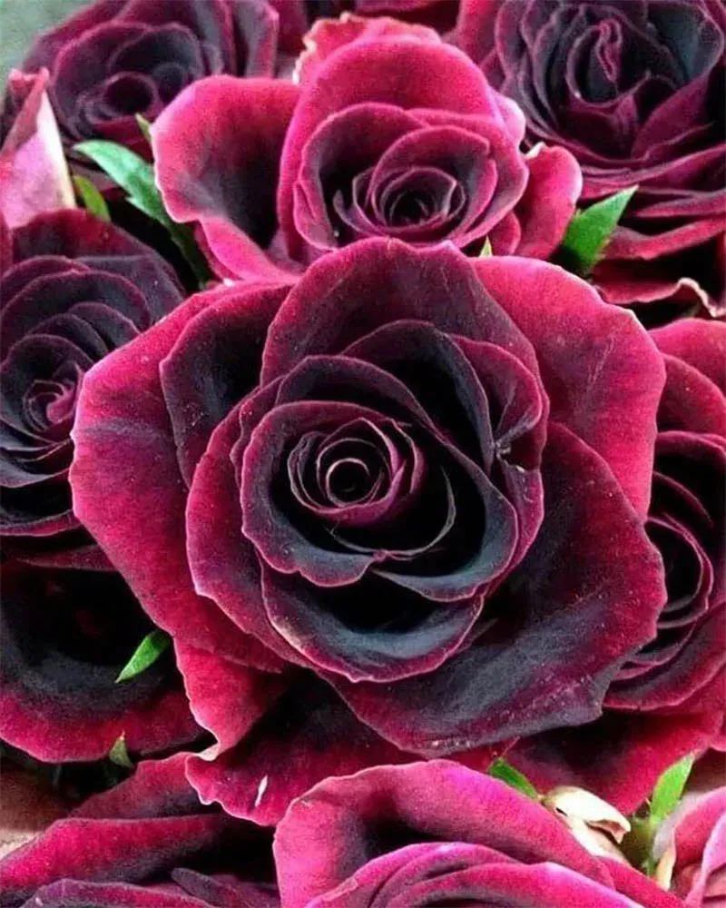 Broderie diamant Rose grenat