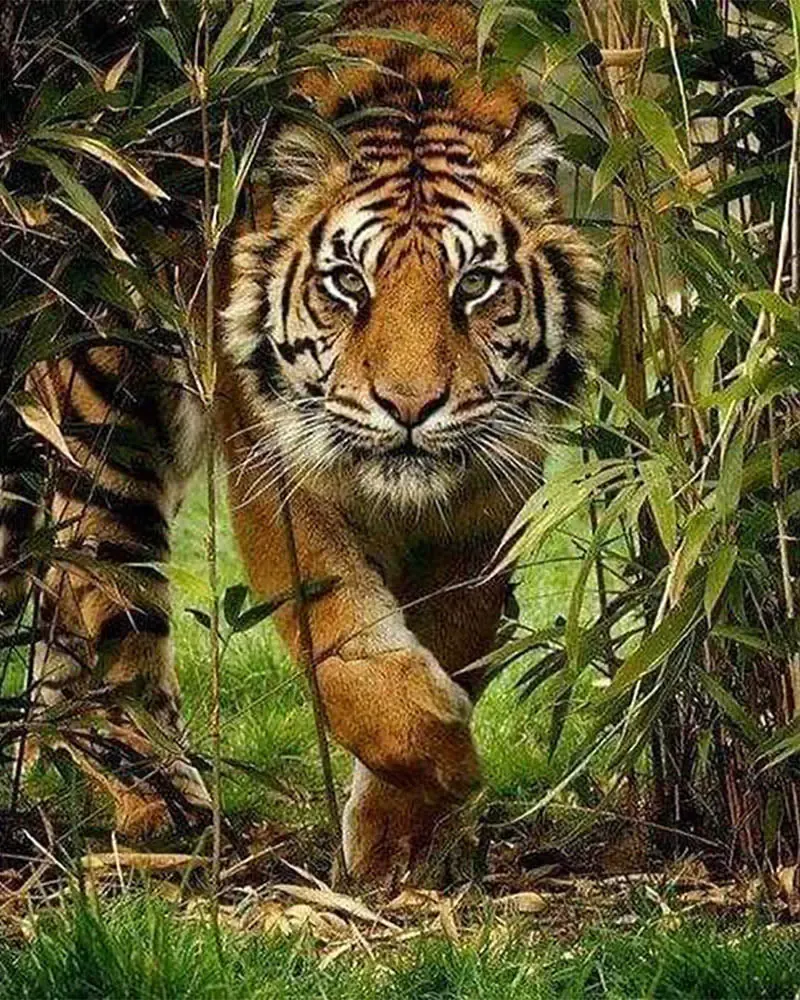Broderie diamant Tigre à la Chasse