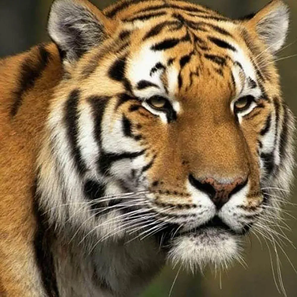 Broderie diamant Tigre