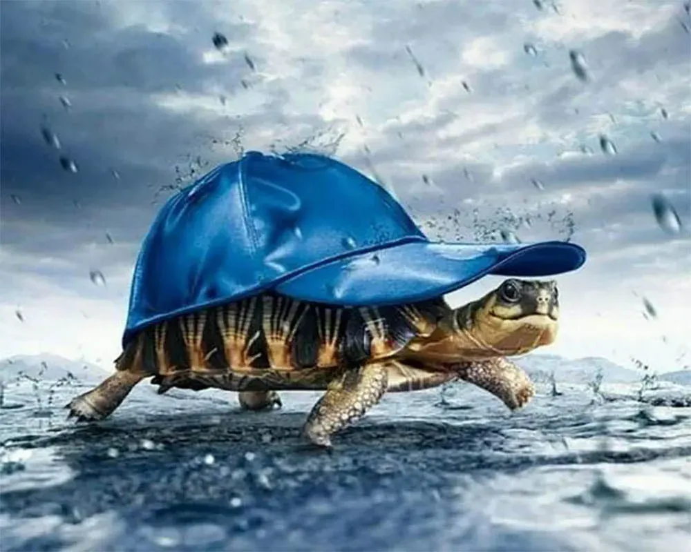Broderie diamant Tortue et Casquette - Mignon motif animalier à créer